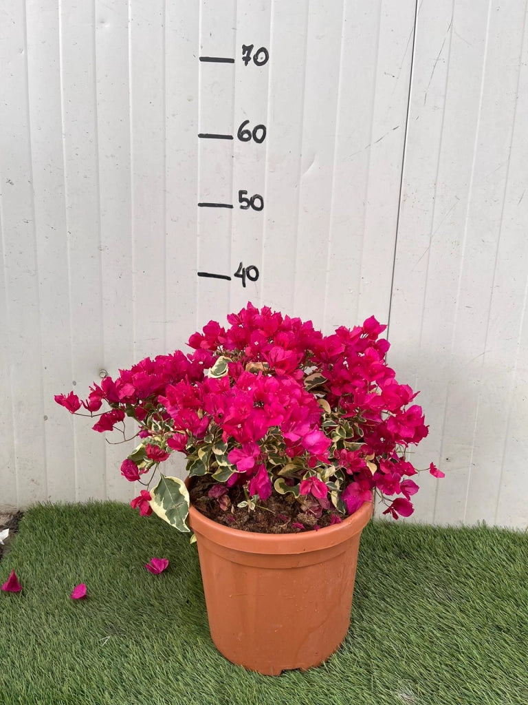 Pianta di Bougainvillea “RASPBERRY”  Bougainvillea Variegata Foto Reali