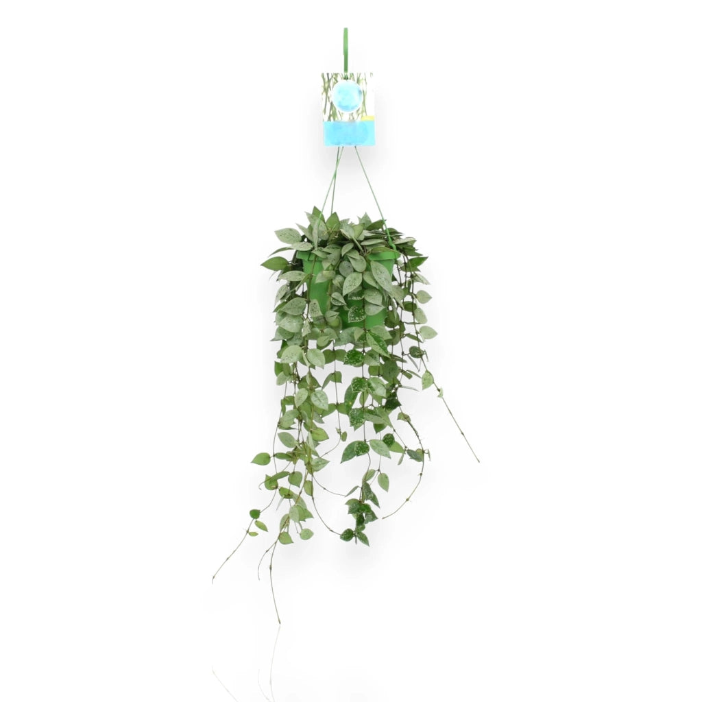 Gardenaria Hoya krohniana 'Eskimo' - Pianta da interno ornamentale Altezza: 15 cm (vaso 12)