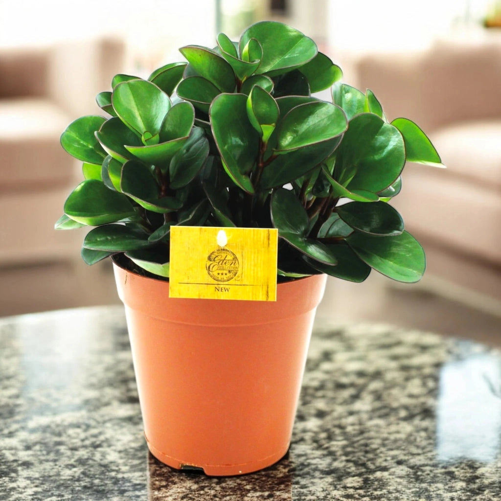Gardenaria Peperomia obtusifolia 'Burning bush' - Pianta da interno ornamentale Altezza: 25 cm (vaso 15)