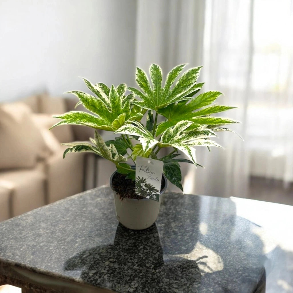 Gardenaria Fatsia japonica variegata (Aralia) - Pianta da interno ornamentale Altezza: 45 cm (vaso 17)