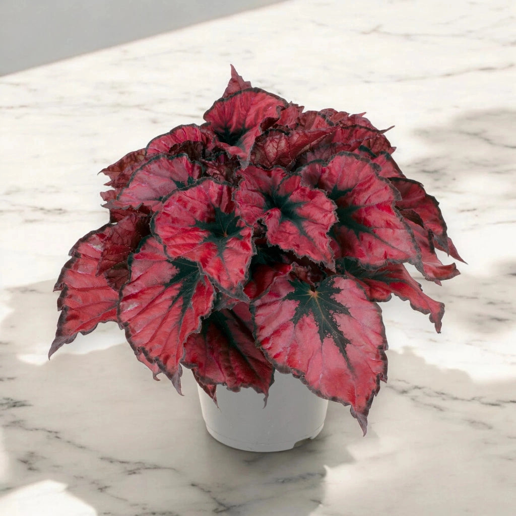 Gardenaria Begonia rex 'Kohala red' - Pianta da interno ornamentale Altezza: 25 cm (vaso 13)