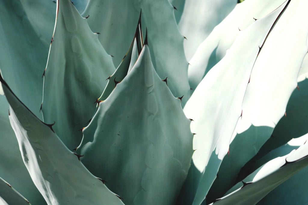 AGAVE AMERICANA MEDIOPICTA ALBA VASO 17