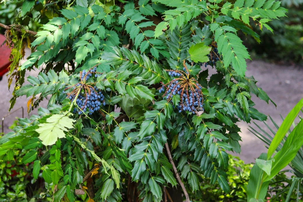 MAHONIA FORTUNEI (MAONIA) VASO 18