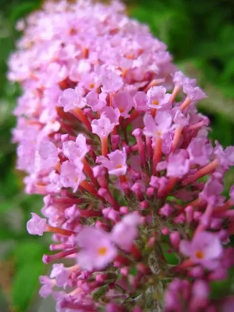 Gardenaria Buddleja davidii 'Pink Delight' - Arbusto ornamentale da giardino Altezza: 40/60 cm (vaso19)