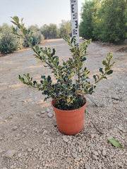 AGRIFOGLIO VARIEGATO ILEX AQUIFOLIUM ARGENTEOMARGINATA CESPUGLIO VASO 24