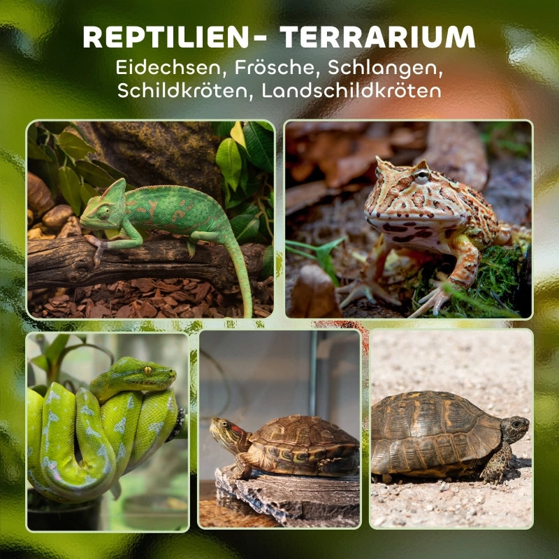 Terrario in vetro per rettili, base rialzata e impermeabile, chiusura a pulsante.