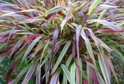 Gardenaria Hakonechloa macra 'Naomi' - Graminacea ornamentale da esterno Altezza: 40 cm (vaso 17)