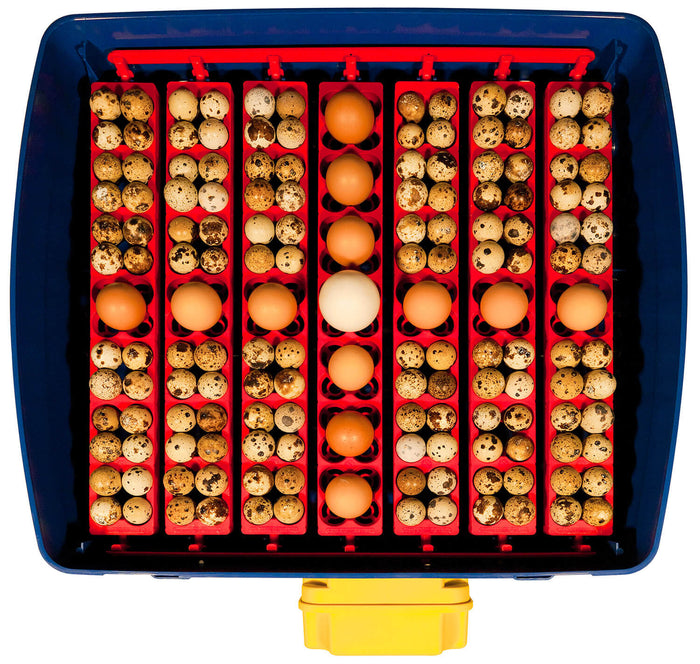 Incubatrice per Uova e Umidificatore Automatico Borotto Real 49 Expert