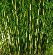 Gardenaria Fargesia Campbell - Fargesia robusta 'Campbell' - Bambù ornamentale da esterno Altezza: 100/125 cm (vaso18)