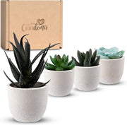 Collezione Mini di 4 Piantine Decorative Bianche in Vaso Decorazione per la Sala da Pranzo Decorazione Moderna per la Cucina Pianta Finta Pianta in Vetro Pianta per Finestre Pianta per Ufficio Decorazione per Parete