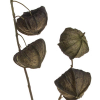 Set 4 Rami Artificiali di Phisalis Altezza 81 cm Multicolore