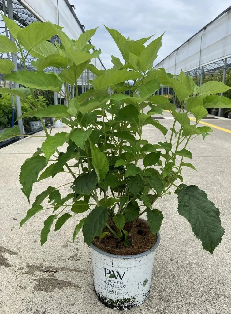 Gardenaria Ortensia - Hydrangea arborescens 'Annabelle' - Pianta acidofila ornamentale da esterno Altezza: 30/40 cm (vaso18)