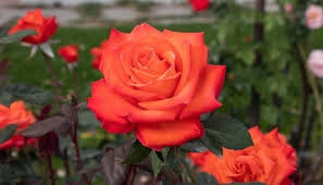 Rosa Barni Wildfire – Rosa Rifiorente dai Fiori Rosso Fuoco Intensi e Profumati