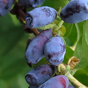 Lonicera Kamtscha Karina – Caprifoglio siberiano da frutto precoce