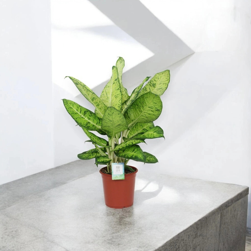 Gardenaria Dieffenbachia 'White Amazon' - Pianta da interno ornamentale Altezza: 80 cm (vaso 24)