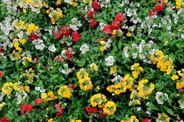 Nemesia Sunsatia Basket vaso 16 cm – Fioritura colorata e profumata