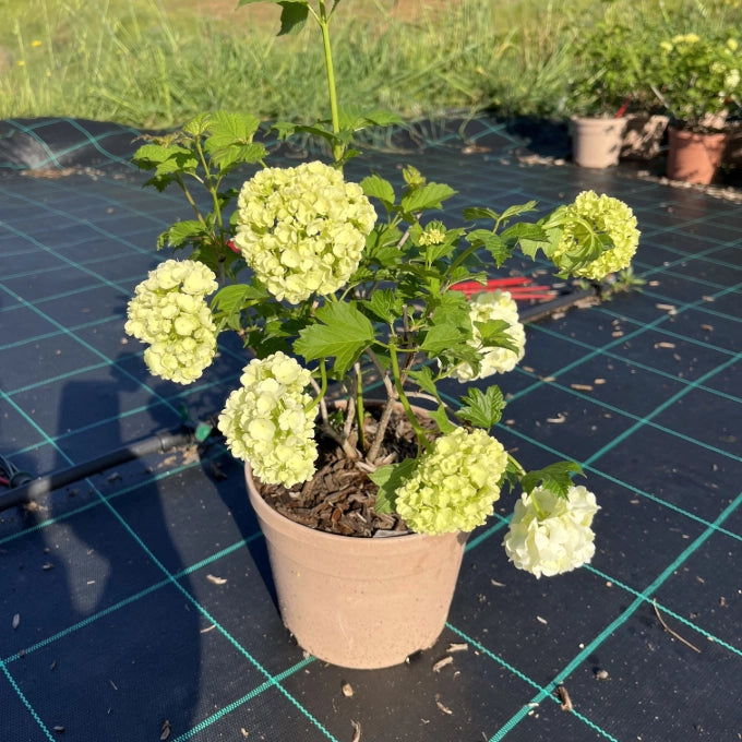 Pianta VIBURNUM OPULUS ROSEUM viburno Palla di Neve h50cm SIEPE CESPUGLIO VASO16