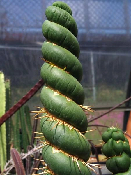 Eulychnia castanea spiralis vaso 10,5 - Pianta Grassa