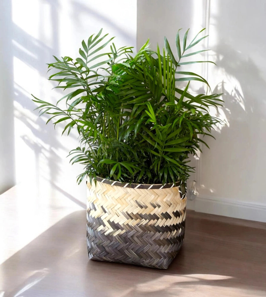Gardenaria Chamaedorea elegans - Pianta da interno ornamentale Altezza: 60 cm (vaso 17)
