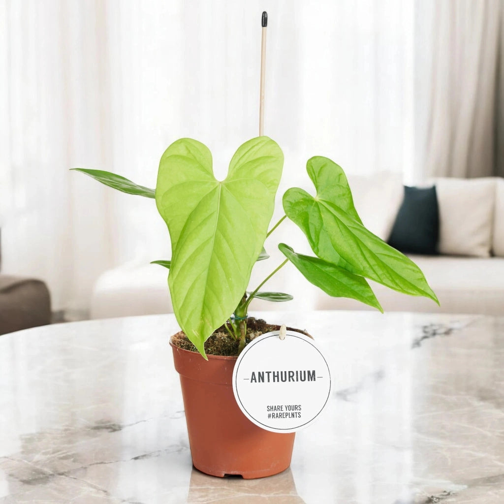 Gardenaria Anthurium 'Balaloanum' - Pianta da interno ornamentale Altezza: 40 cm (vaso 12)