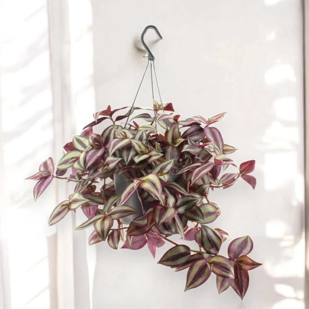 Gardenaria Tradescantia zebrina Violet - Pianta da interno ornamentale Altezza: 25 cm (vaso 17)
