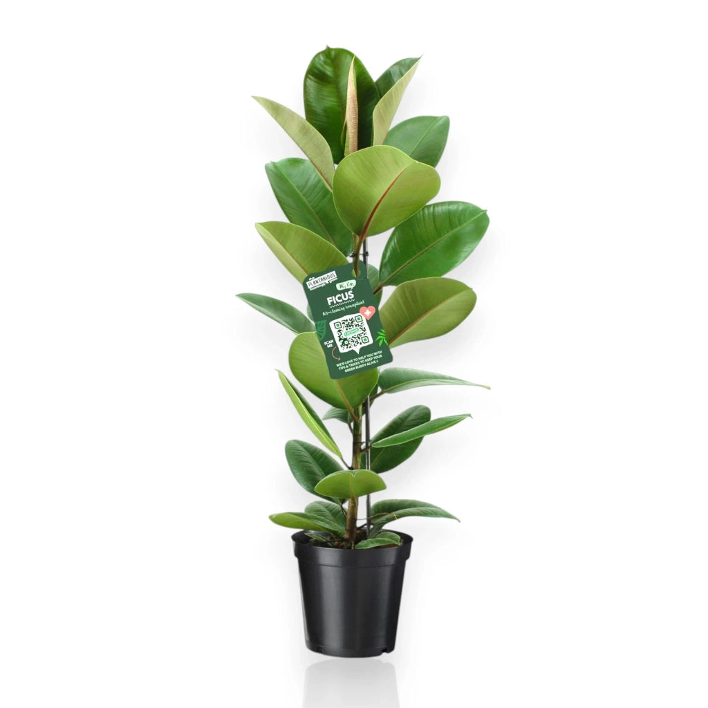 Gardenaria Ficus elastica 'Robusta' - Pianta da interno ornamentale Altezza: 120 cm (vaso 24)