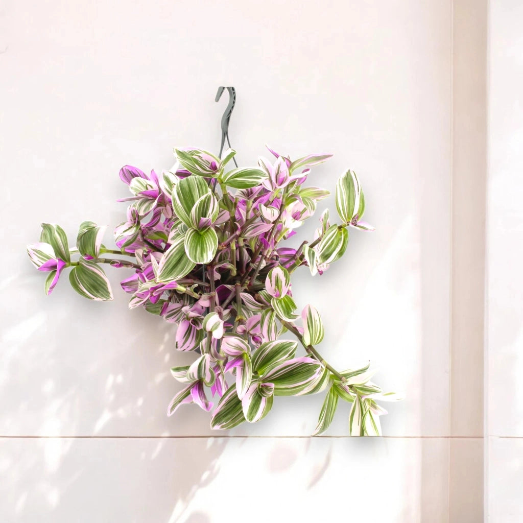 Gardenaria Tradescantia cerinthoides 'Nanouk' - Pianta da interno ornamentale Altezza: 25 cm (vaso 15)