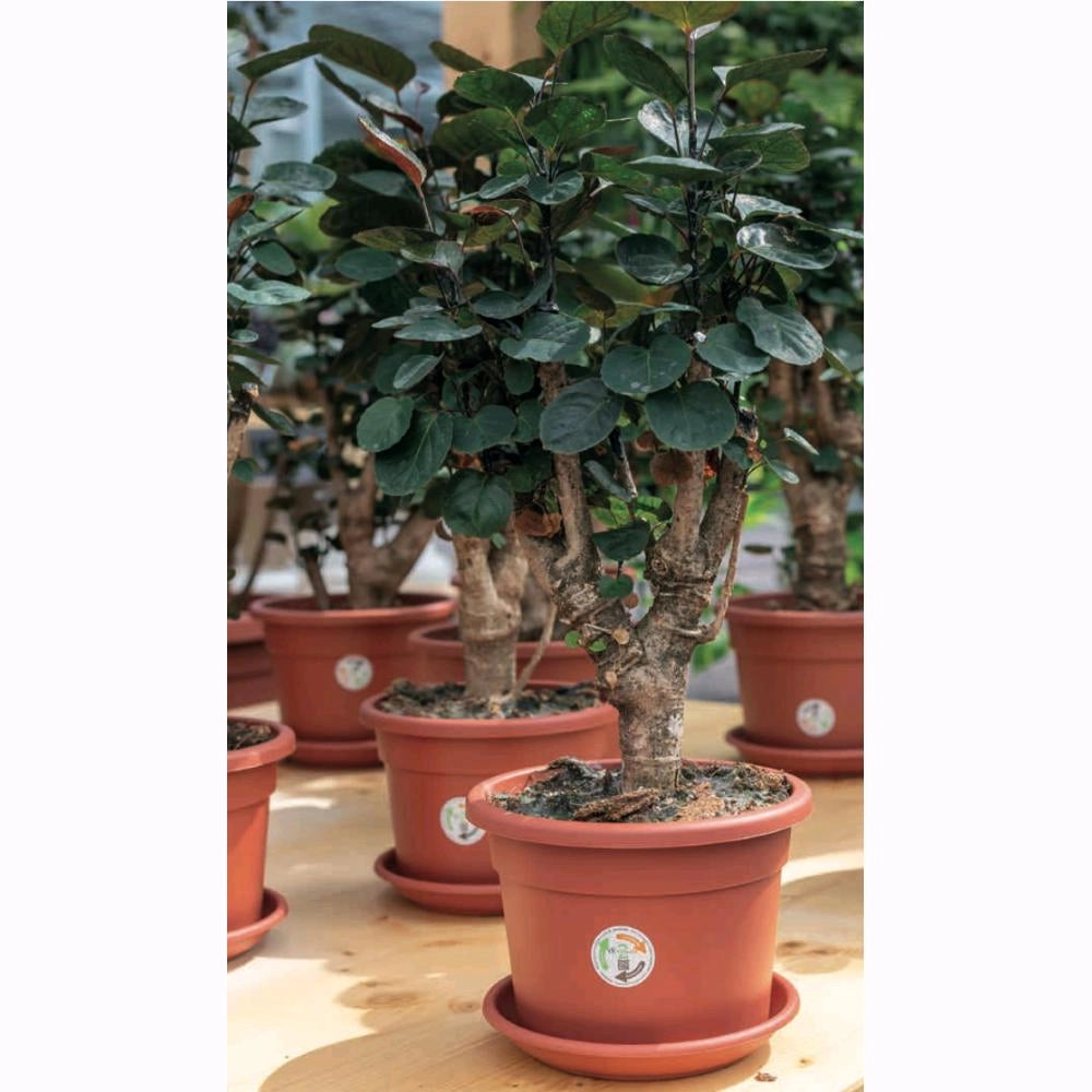 Vaso Tondo + Sottovaso in Plastica PPL Colore Terracotta Diametro 50 cm Altezza 35 cm 40,8 Litri