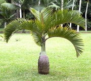 Hyophorbe lagenicaulis (Palma Bottiglia) h 1,8 m vaso 45 cm FOTO REALE
