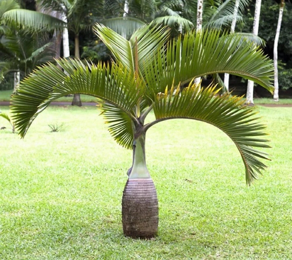 Hyophorbe lagenicaulis (Palma Bottiglia) h 1,8 m vaso 45 cm FOTO REALE