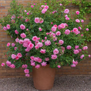 Gardenaria Rosa 'Hyde Hall' - Rosa da giardino Altezza: 40/50 cm (vaso20)