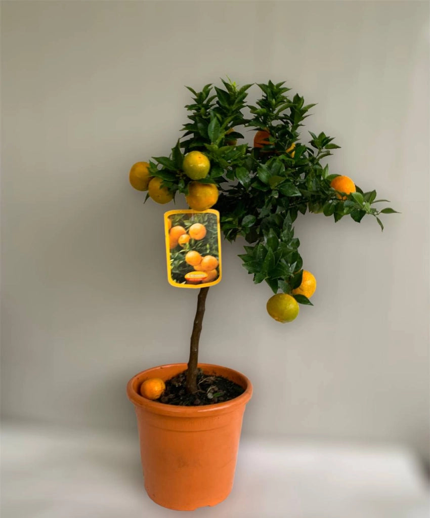 Pianta di CHINOTTO Citrus Myrtifolia foto reali in vaso 20cm