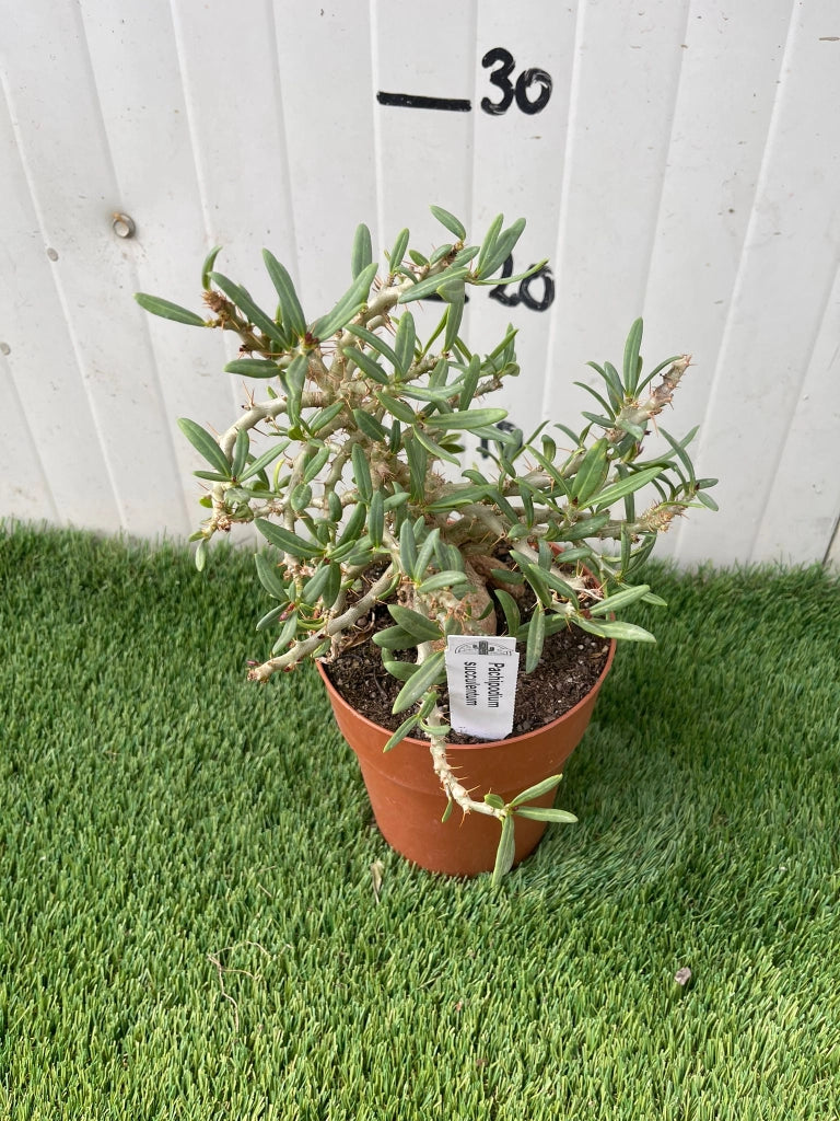 Pianta Grassa Pachypodium Succulentum, foto reali