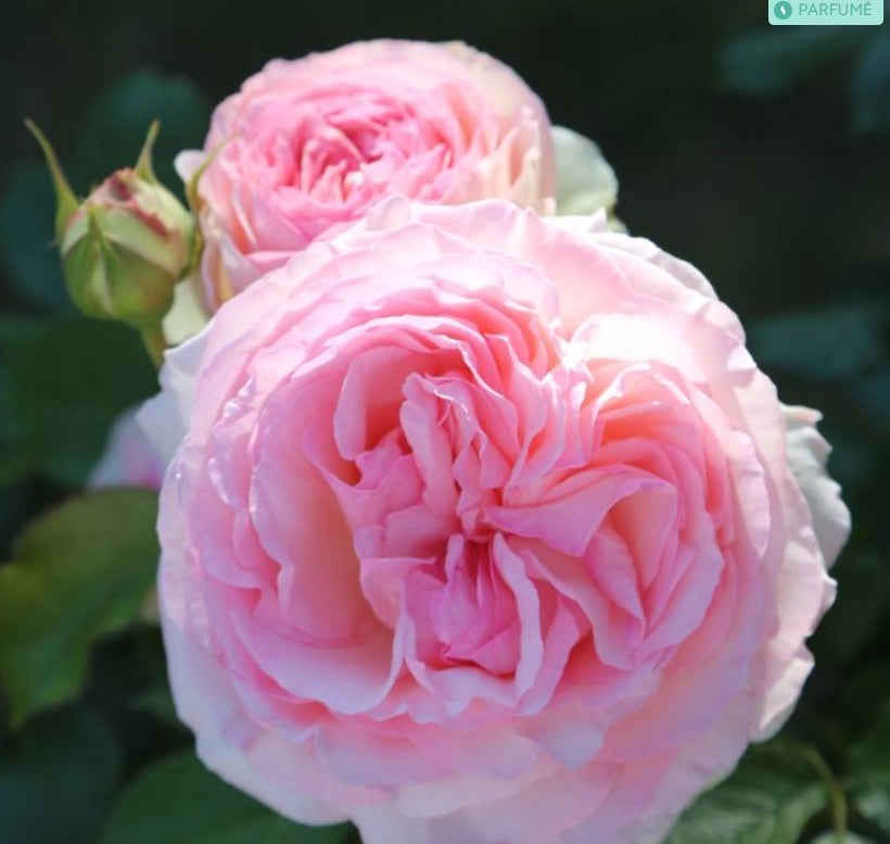 Rosa PIERRE DE RONSARD ® Meiviolin