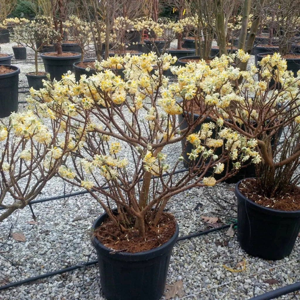 Gardenaria Edgeworthia chrysantha - Arbusto ornamentale da giardino Altezza: 40/60 cm (vaso19)