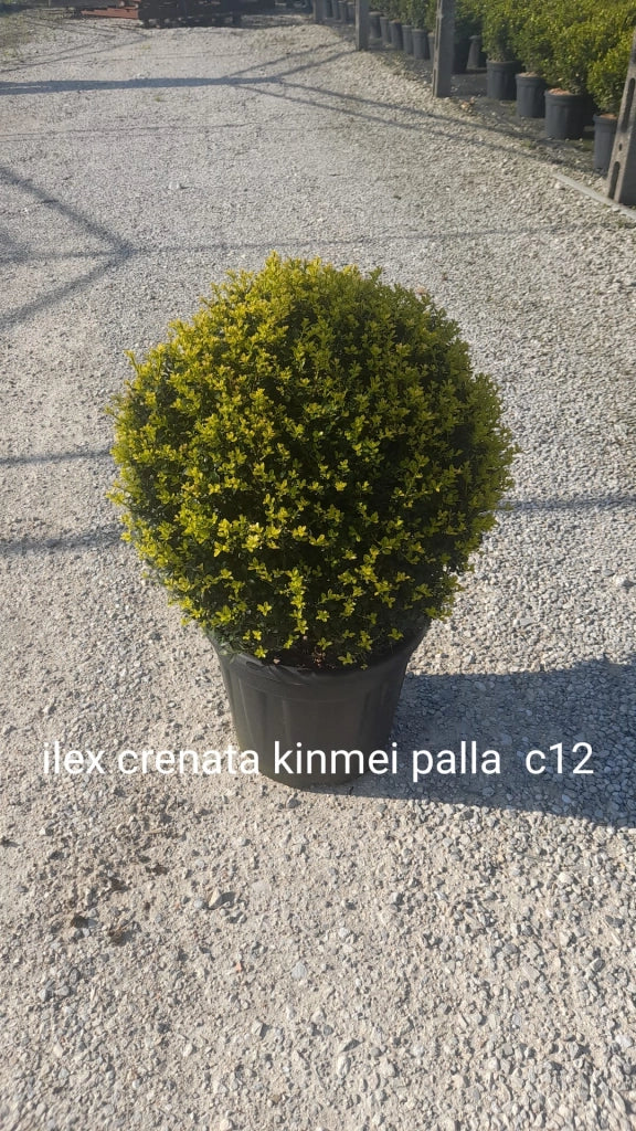 Gardenaria Agrifoglio - Ilex crenata 'Kinme' - Arbusto ornamentale da giardino Altezza: 30/35 cm (vaso19)