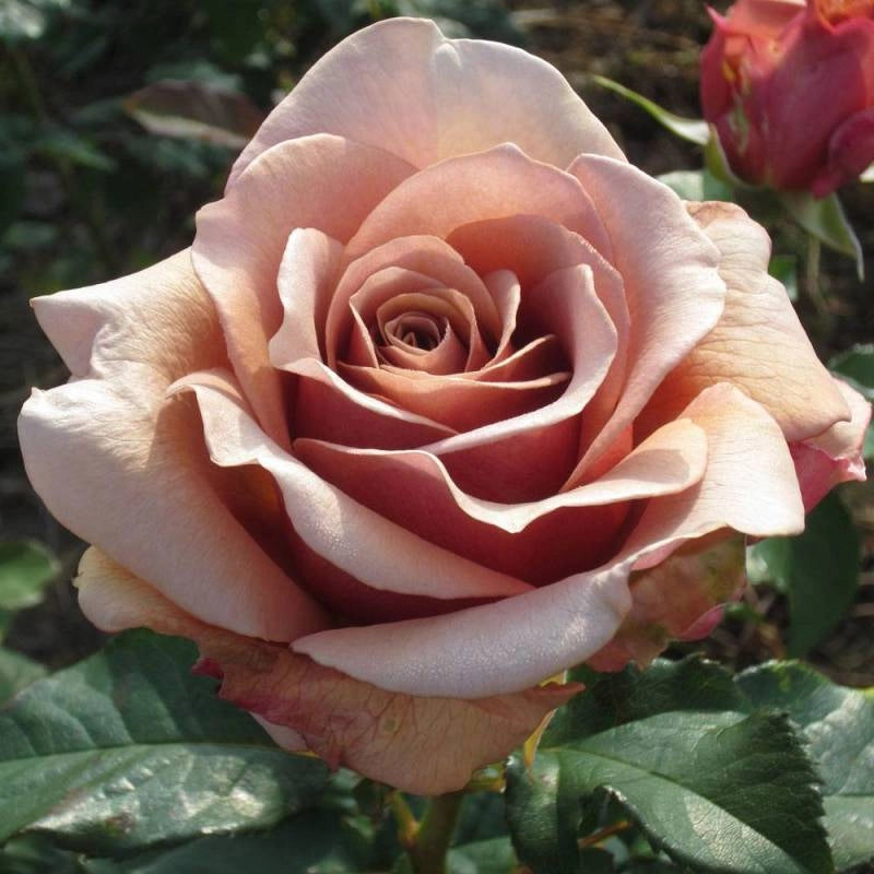 Rosa Mokarosa: eleganza dai toni caffè e fioritura raffinata e originale