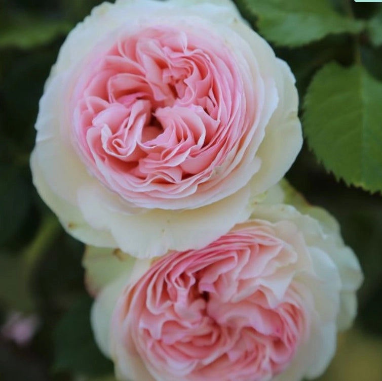 Rosa PIERRE DE RONSARD ® Meiviolin