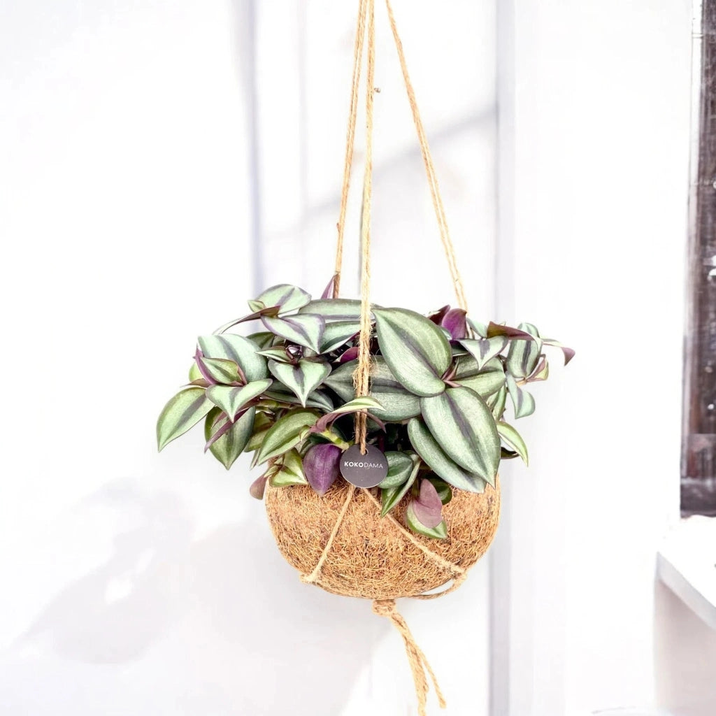 Gardenaria Tradescantia zebrina 'Purpusii' kokedama - Pianta da interno ornamentale Altezza: 25 cm (vaso 15)