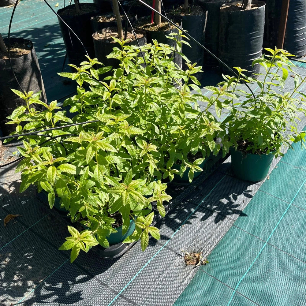 Pianta CITRONELLA LEMON Lippia Citriodora limone ANTIZANZARA vaso 14cm AMDGarden
