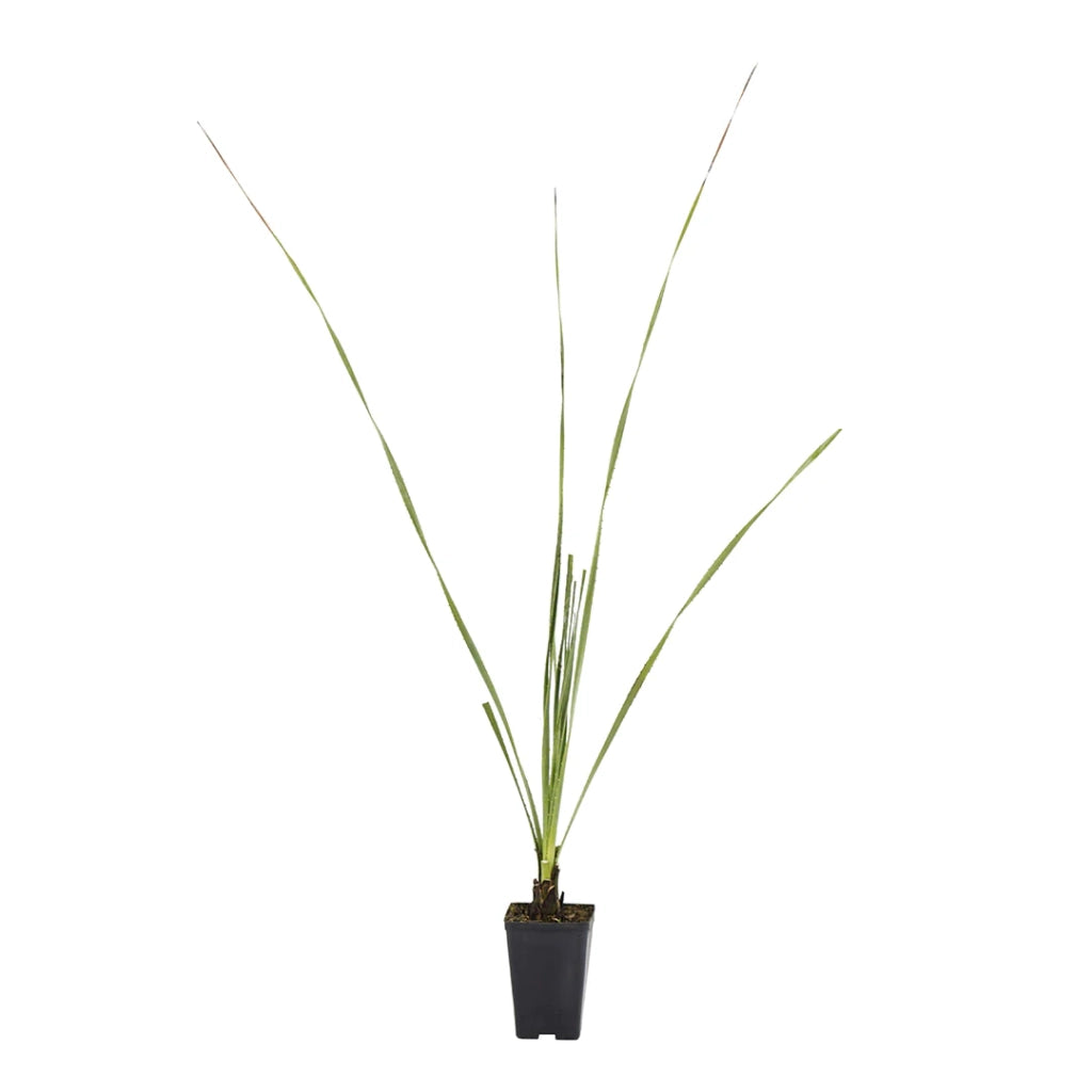 Dasylirion acrotrichum – Pianta ornamentale elegante per giardini mediterranei