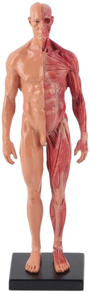 Modello anatomico maschile da 30 cm - Struttura scheletrica - Dettagli scultorei - Esclusiva qualità