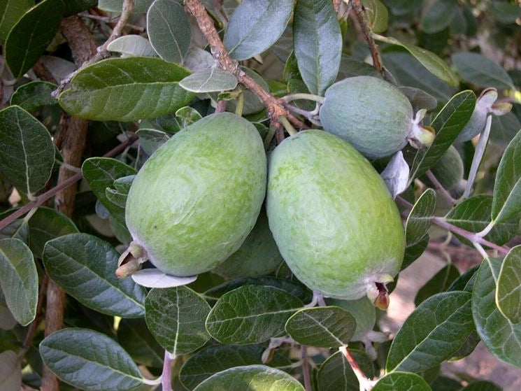 Pianta di feijoa sellowiana acca foto reali h 80cm