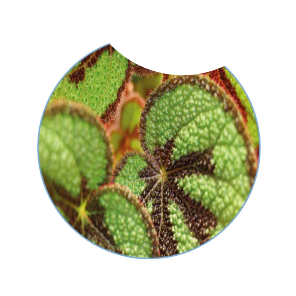Gardenaria Begonia masoniana - Pianta da interno ornamentale Altezza: 30 cm (vaso 12)