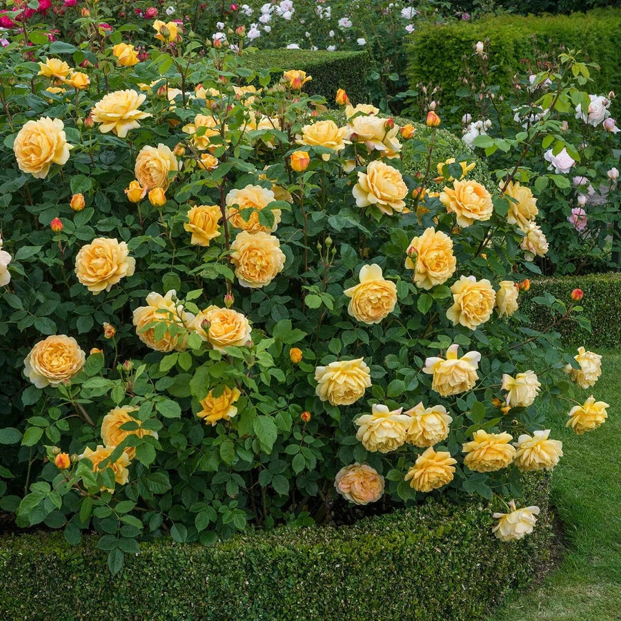 Gardenaria Rosa 'Golden Celebration' - Rosa da giardino Altezza: 40/50 cm (vaso20)
