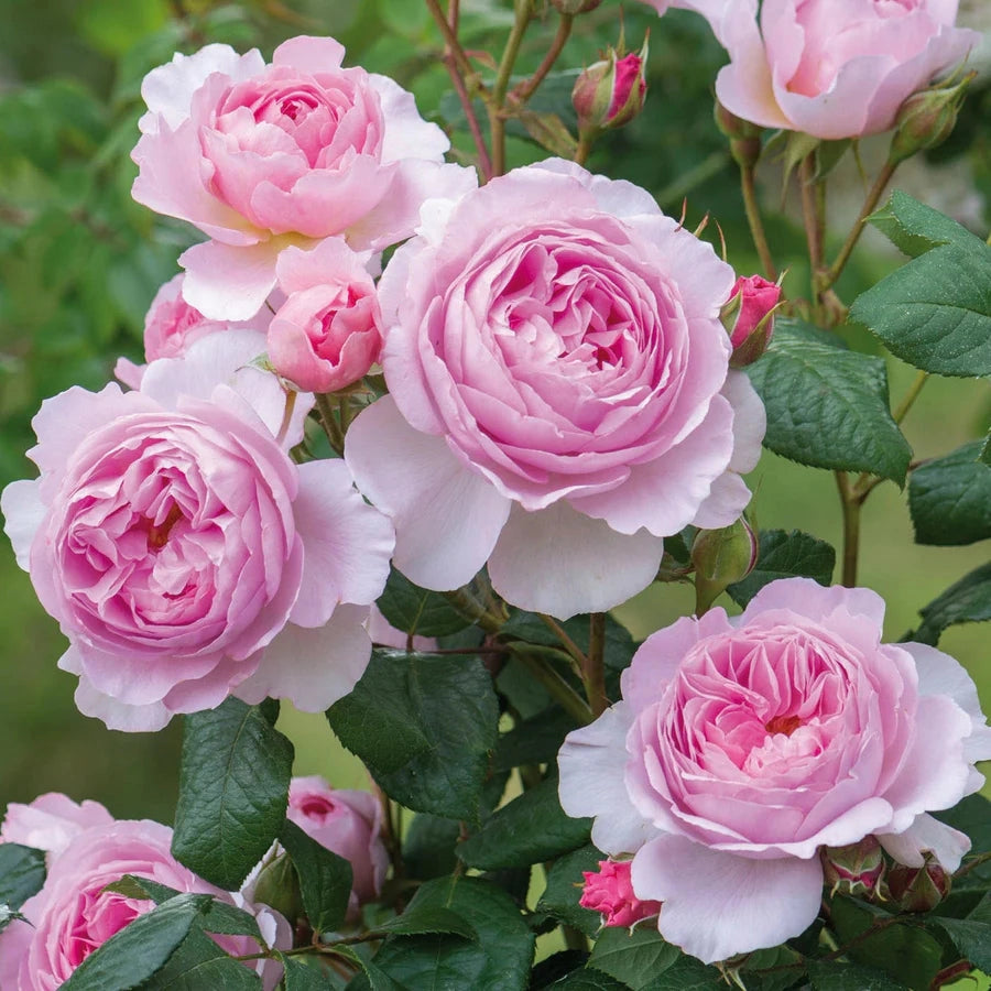 Gardenaria Rosa 'Ancient Mariner' - Rosa da giardino Altezza: 40/50 cm (vaso20)