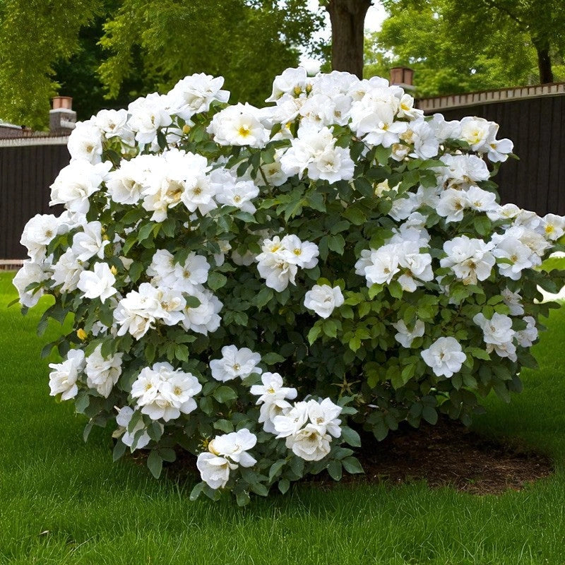 Gardenaria Rosa paesaggistica 'White Knock Out' Meilland - Rosa da giardino Altezza: 30/40 cm (vaso19)