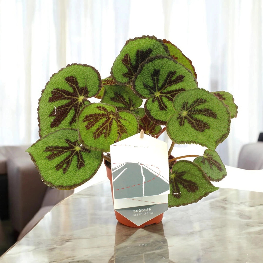 Gardenaria Begonia masoniana - Pianta da interno ornamentale Altezza: 30 cm (vaso 12)