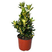 Gardenaria Evonimo - Euonymus japonicus 'Elegantissimus Aureus' - Arbusto ornamentale da giardino Altezza: 40/60 cm (vaso19)