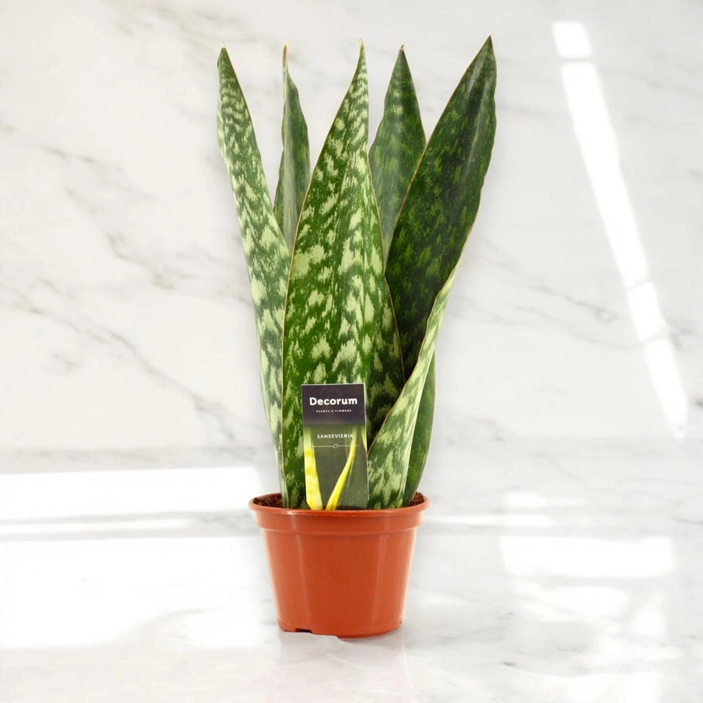 Gardenaria Sansevieria jamaiquina 'Queen' - Pianta da interno ornamentale Altezza: 30 cm (vaso 14)